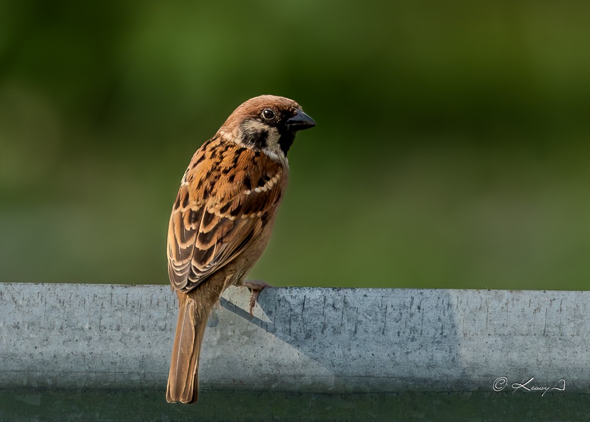 Eurasian Tree Sparrow - ML617960197