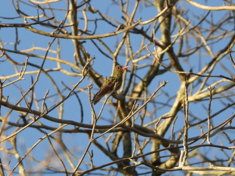 Gilded Hummingbird - ML617960211
