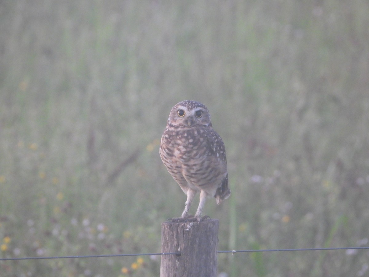Burrowing Owl - AC Verbeek