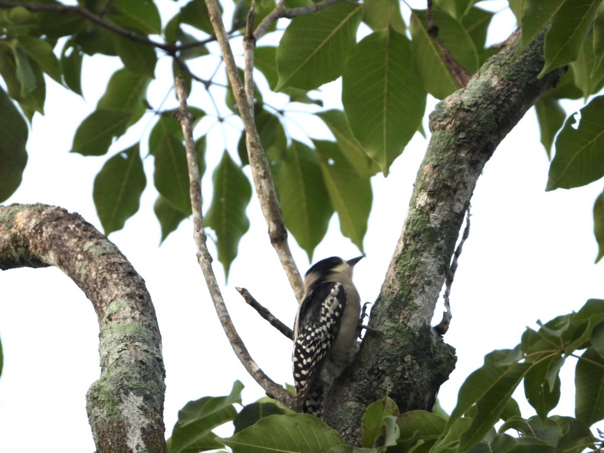 White-fronted Woodpecker - ML617960238