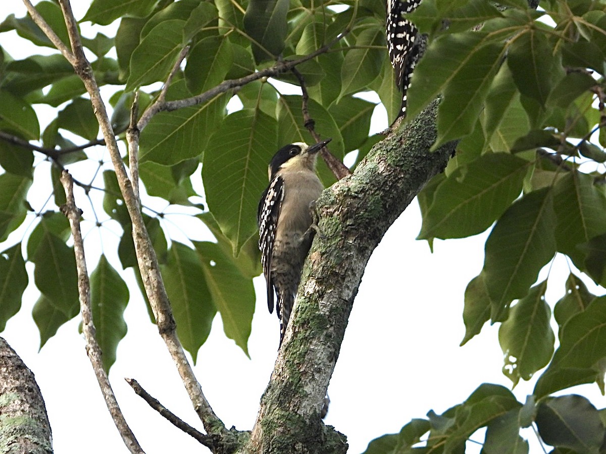 White-fronted Woodpecker - ML617960239