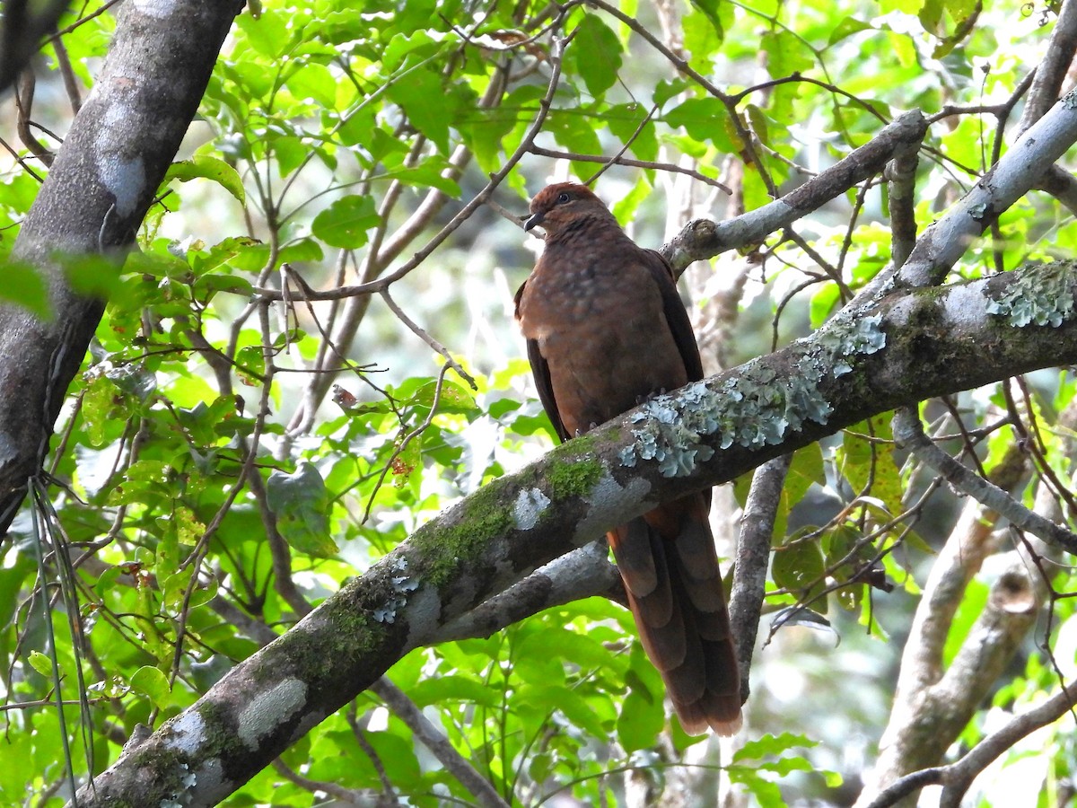 Brown Cuckoo-Dove - ML617960250