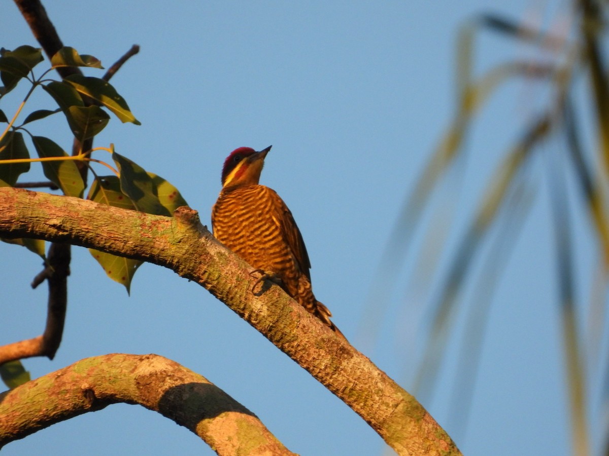 Golden-green Woodpecker - ML617960251