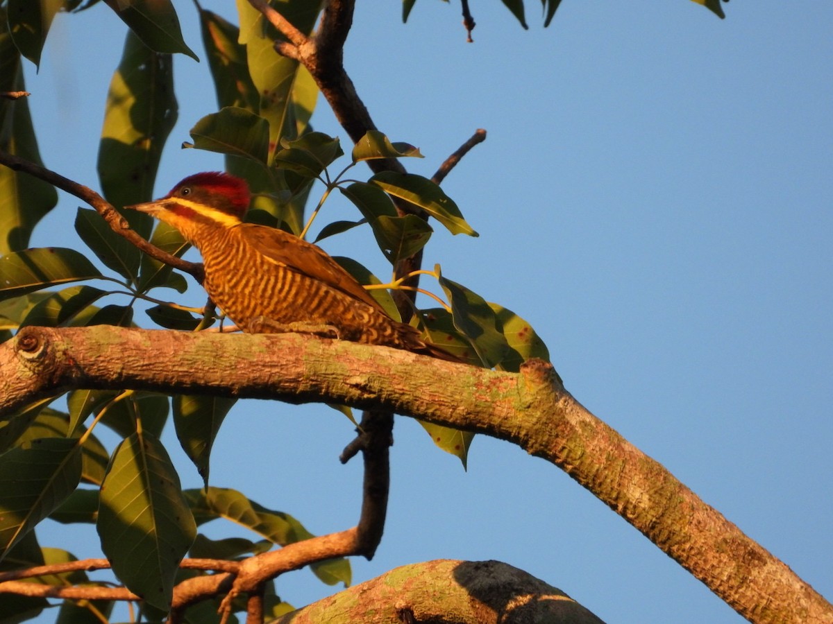 Golden-green Woodpecker - AC Verbeek
