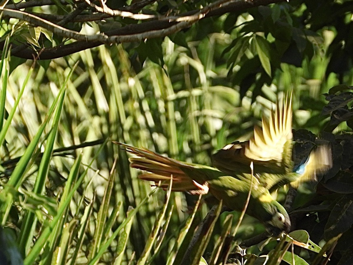 Yellow-collared Macaw - ML617960272
