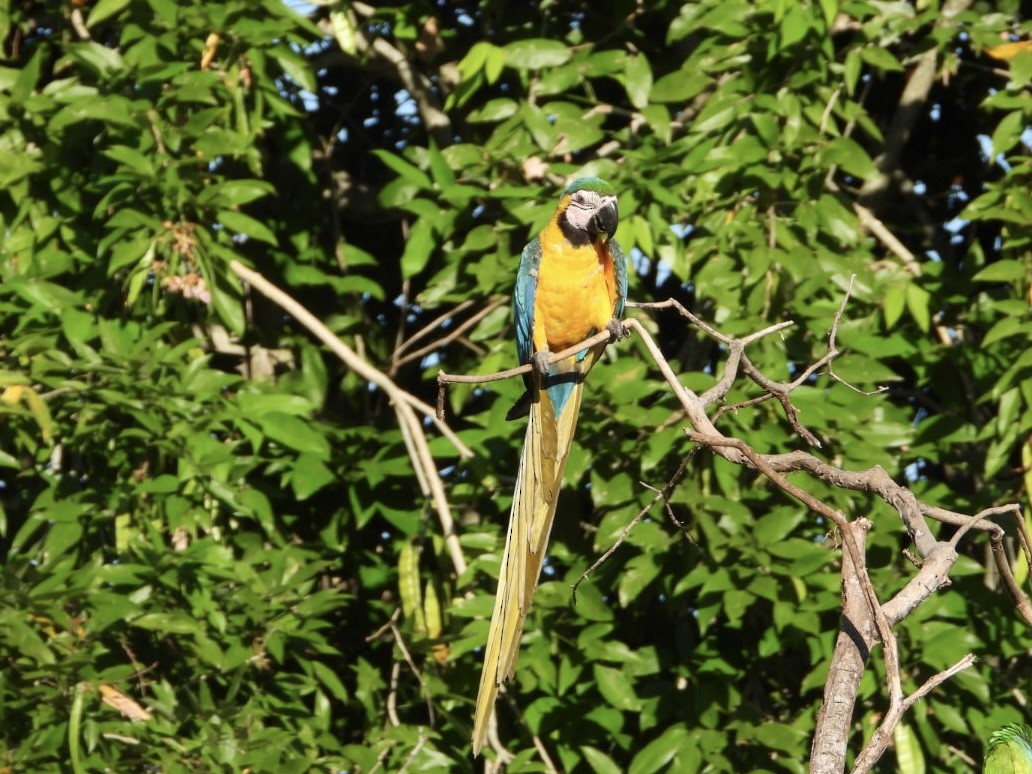 Blue-and-yellow Macaw - ML617960274