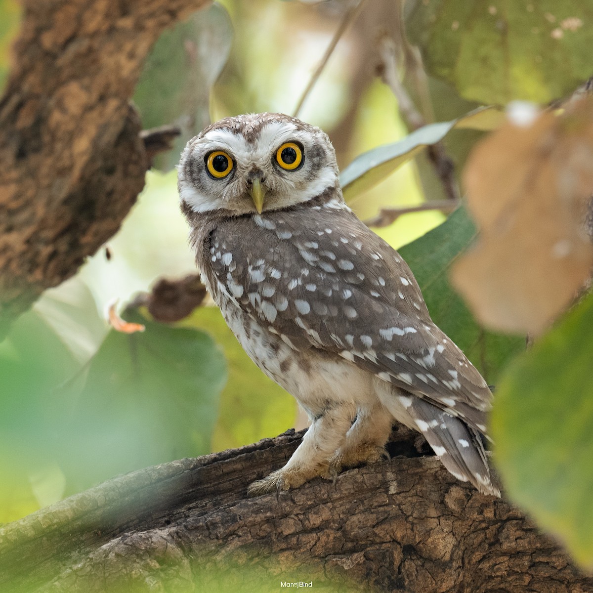 Spotted Owlet - ML617960275