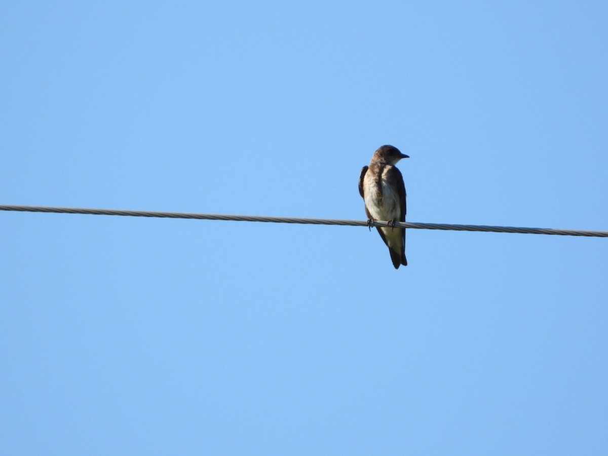 Brown-chested Martin - ML617960310