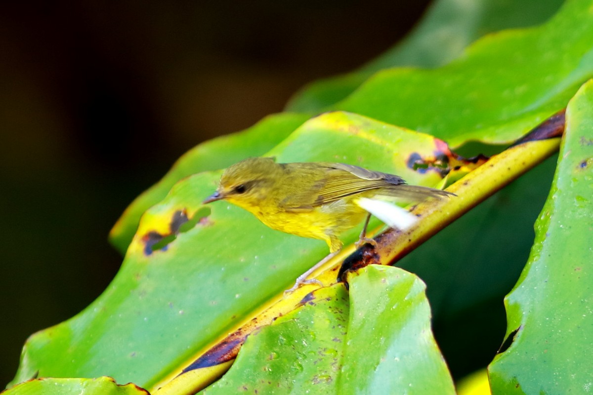 Negros Leaf Warbler - ML617960314