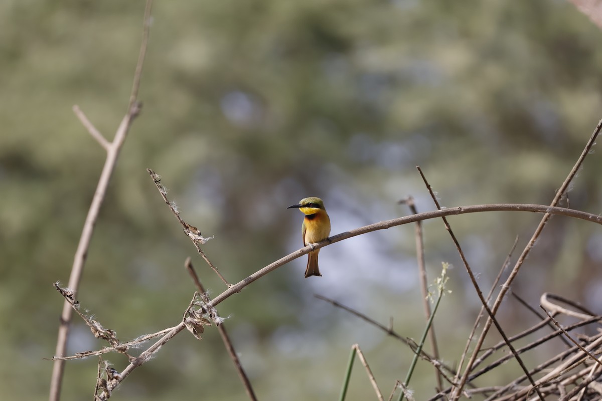 Little Bee-eater - ML617960369