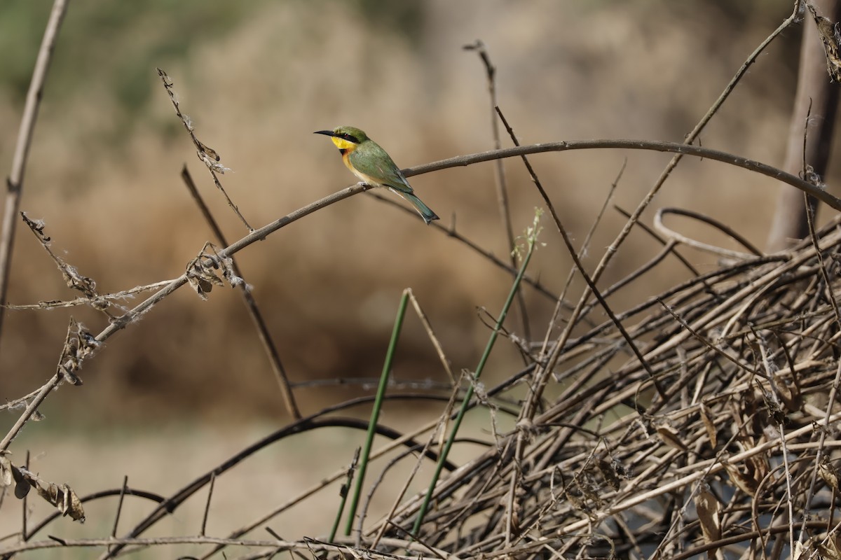 Little Bee-eater - ML617960372