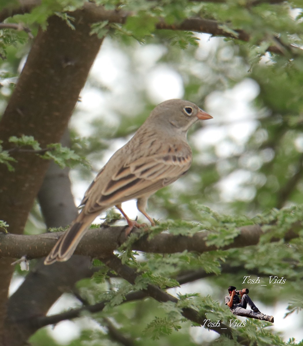 Gray-necked Bunting - Tosh Vids
