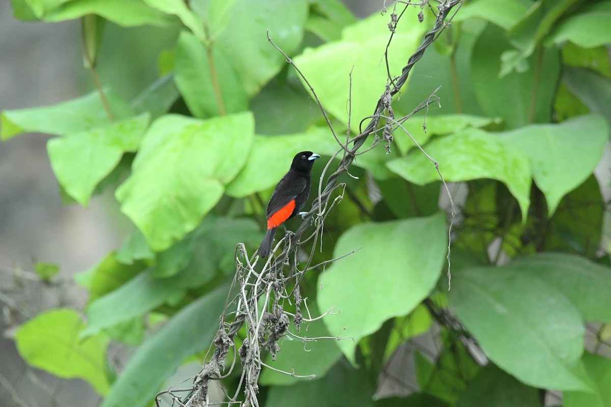 Scarlet-rumped Tanager - ML617960385