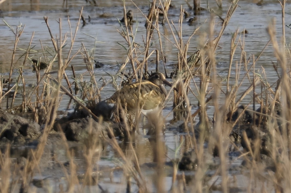 Greater Painted-Snipe - ML617960446