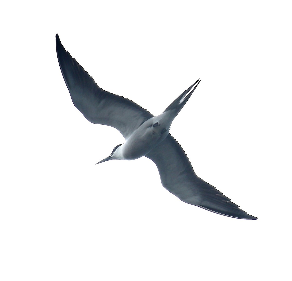 Bridled Tern - Mark  Hogarth