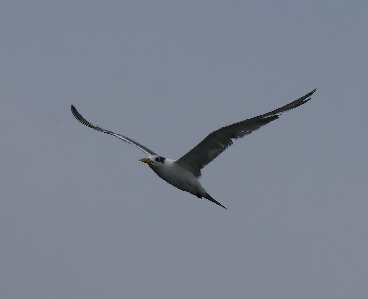 Great Crested Tern - ML617960472