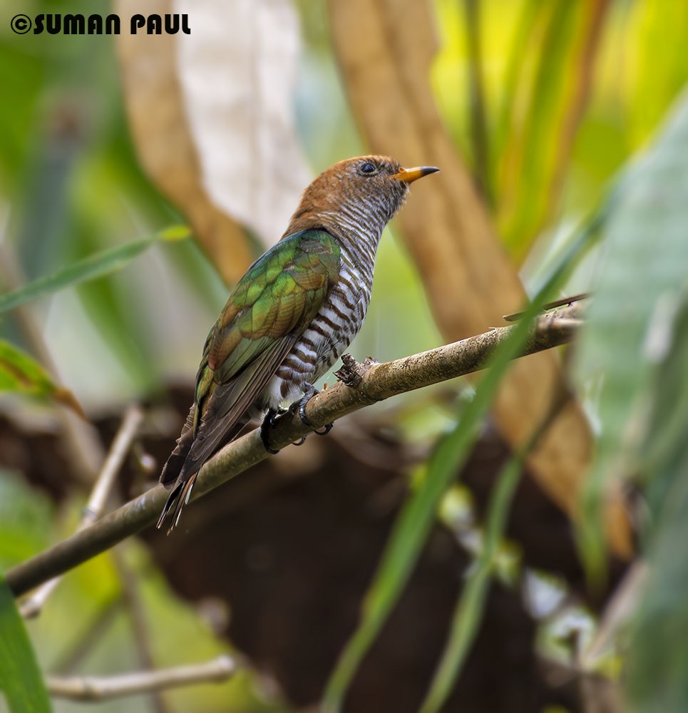 Asian Emerald Cuckoo - Suman Paul