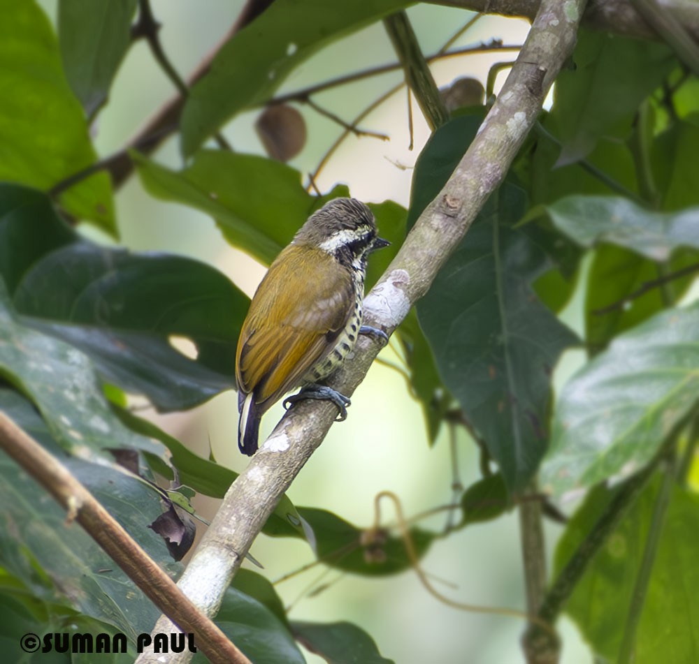 Speckled Piculet - Suman Paul