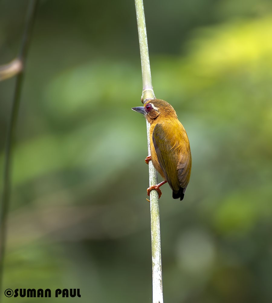White-browed Piculet - ML617960522