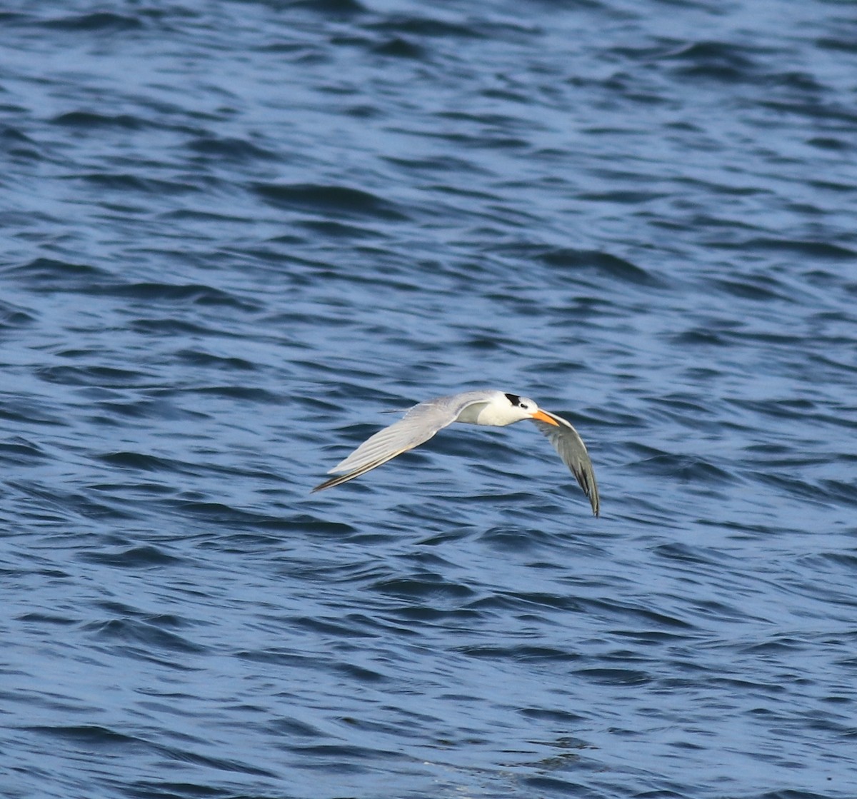 Lesser Crested Tern - ML617960535