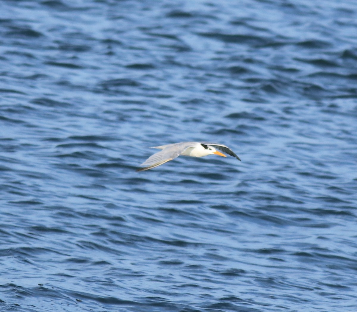Lesser Crested Tern - ML617960539