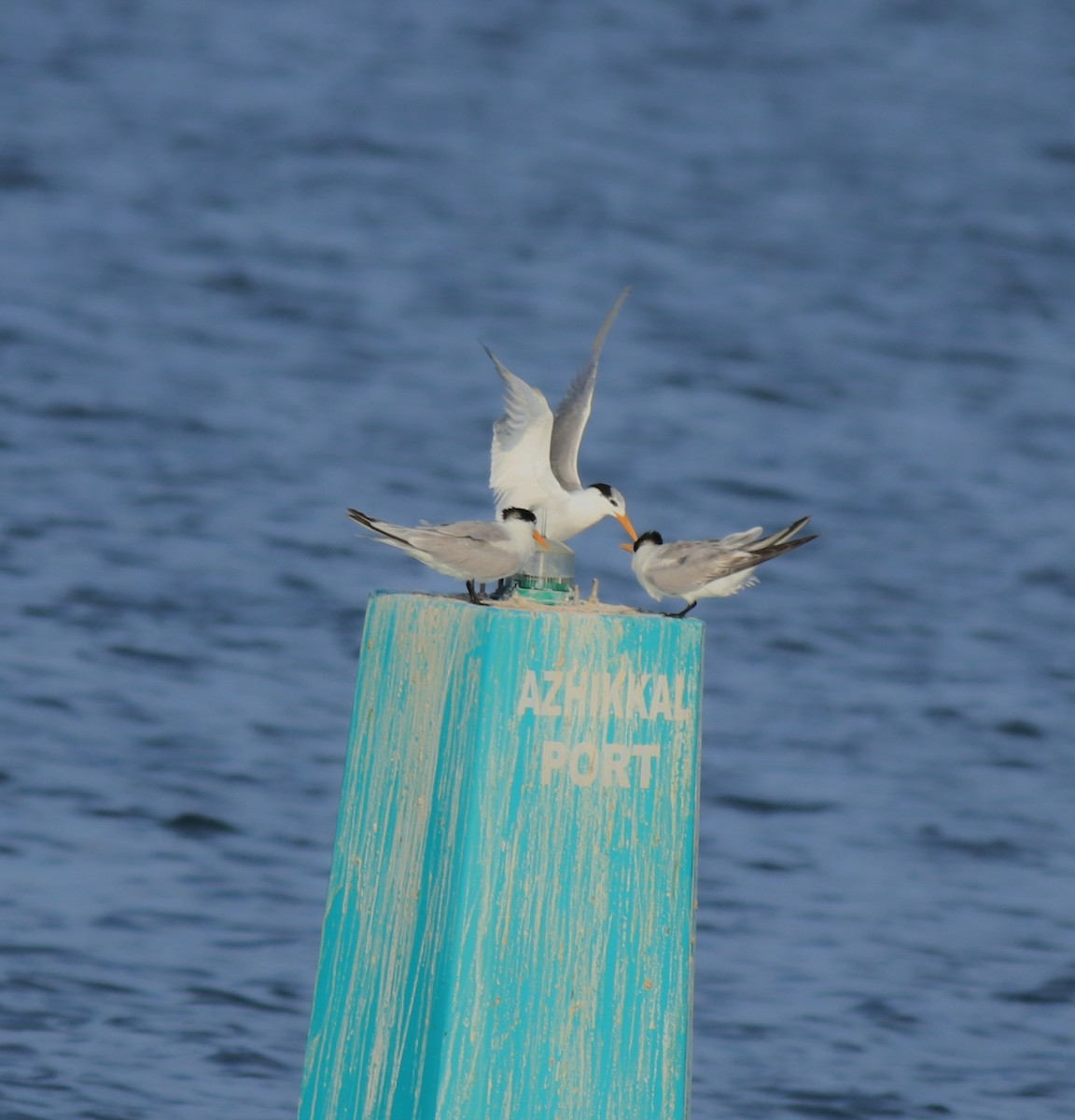Lesser Crested Tern - Afsar Nayakkan