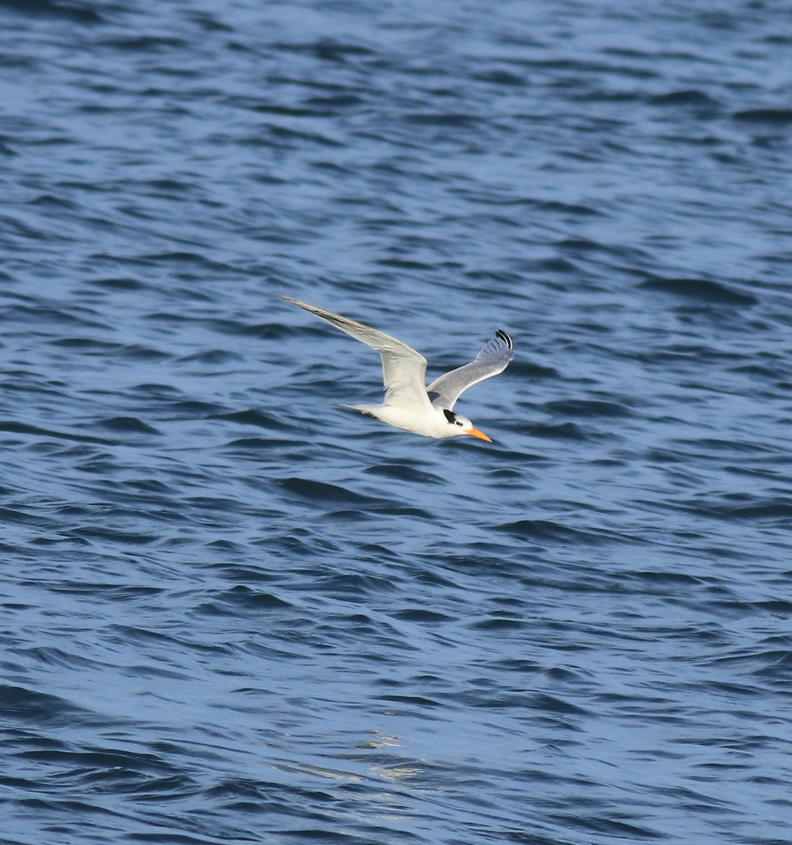 Lesser Crested Tern - ML617960541