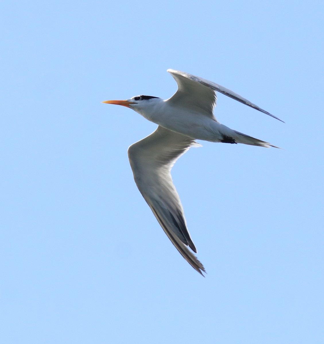 Lesser Crested Tern - ML617960546