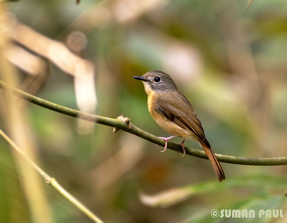 Pale-chinned Flycatcher - ML617960571