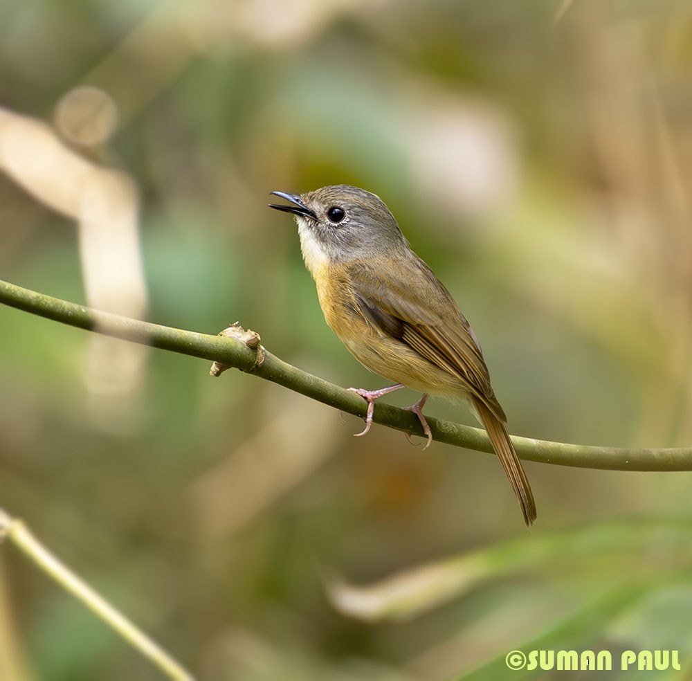 Pale-chinned Flycatcher - Suman Paul