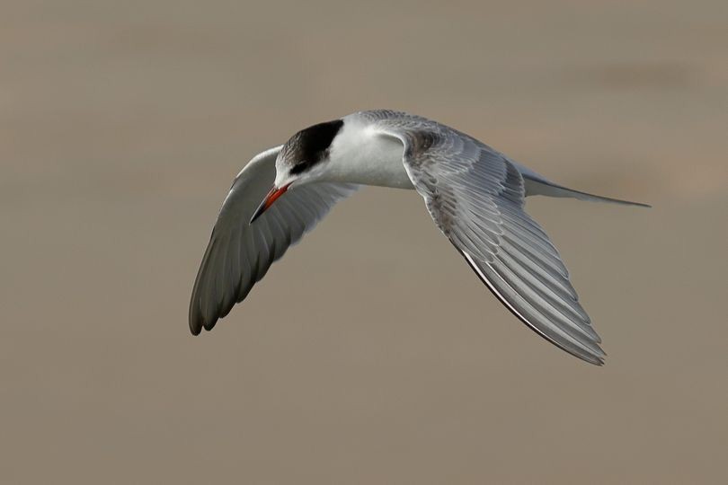 Common Tern - ML617960589