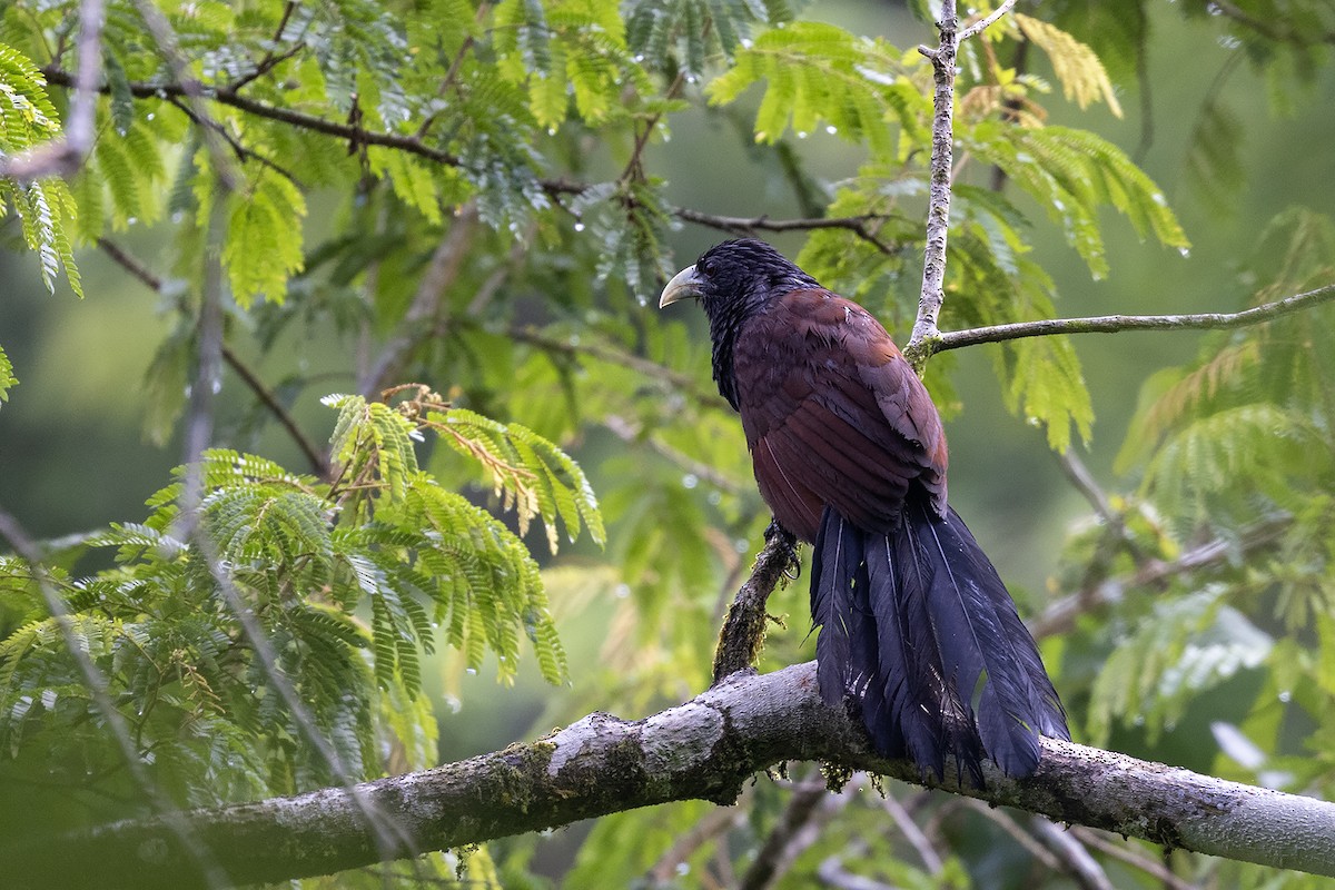 Green-billed Coucal - Niall D Perrins