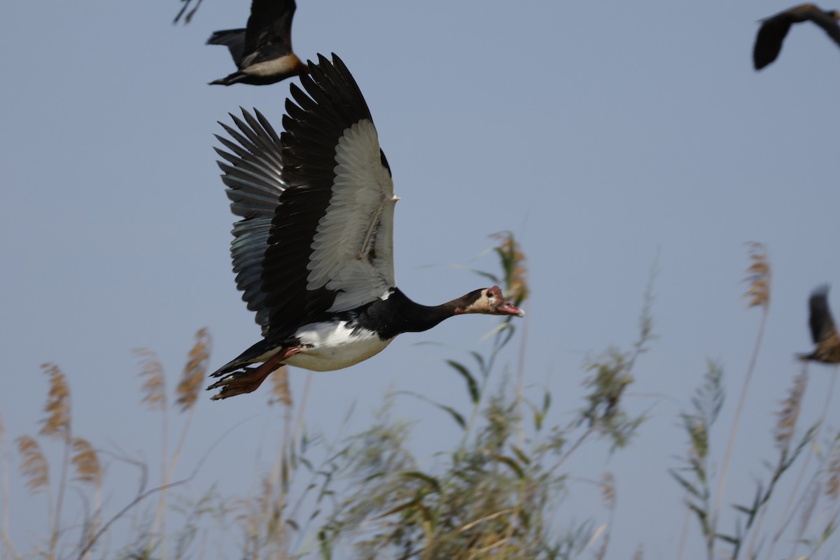 Spur-winged Goose - ML617960606
