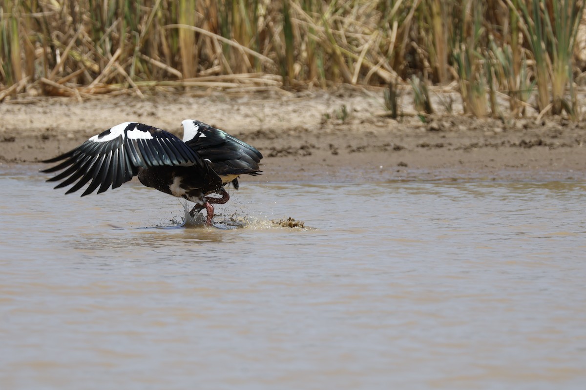 Spur-winged Goose - ML617960607