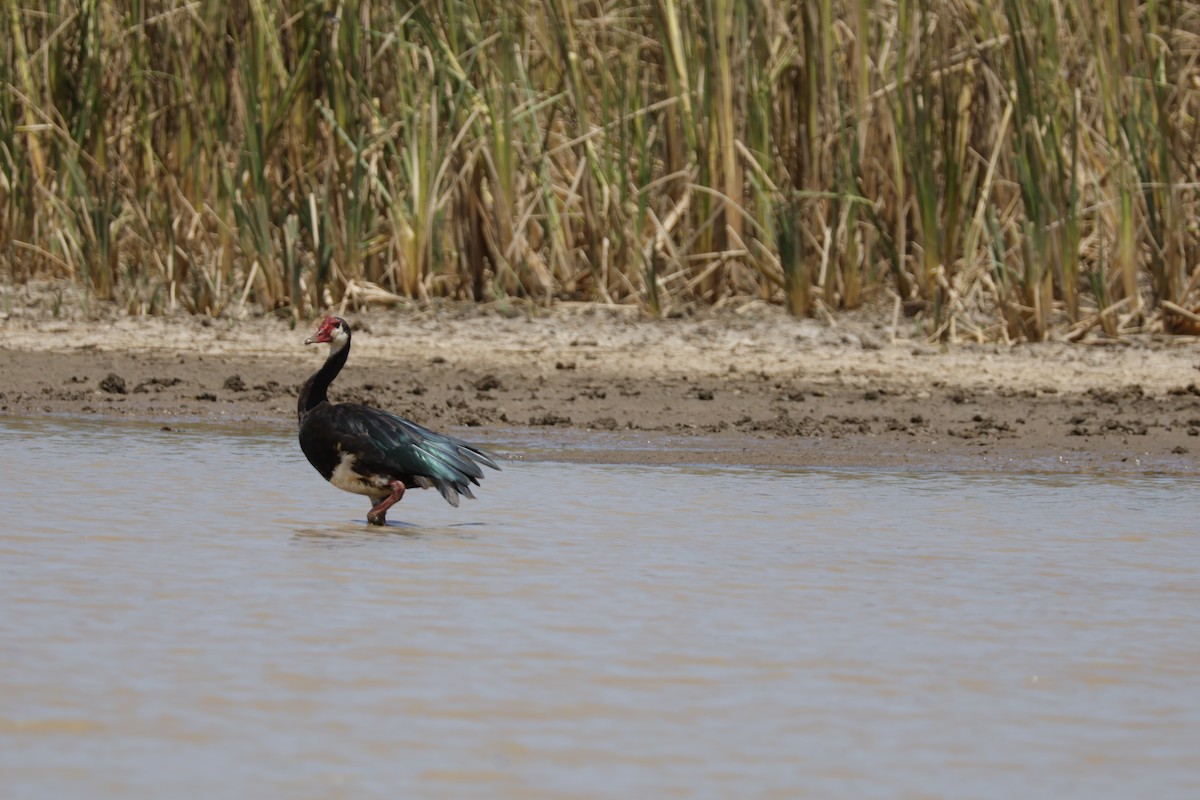 Spur-winged Goose - ML617960608