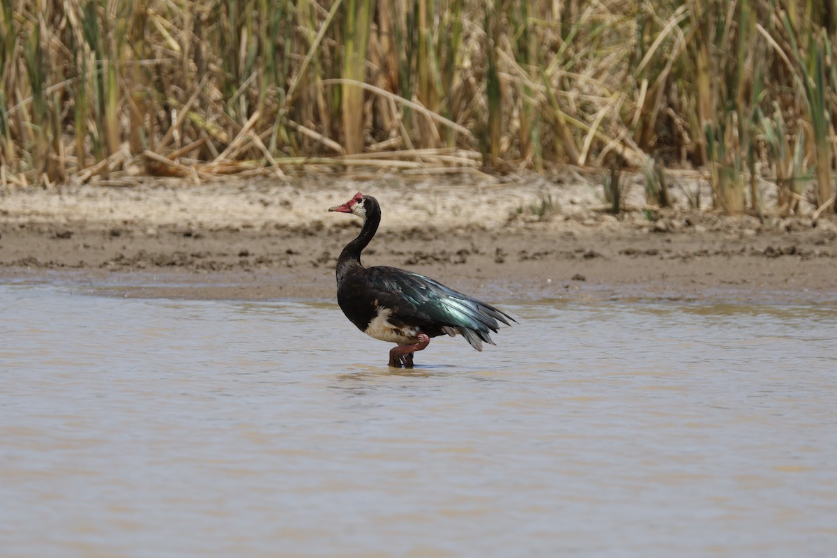 Spur-winged Goose - ML617960609