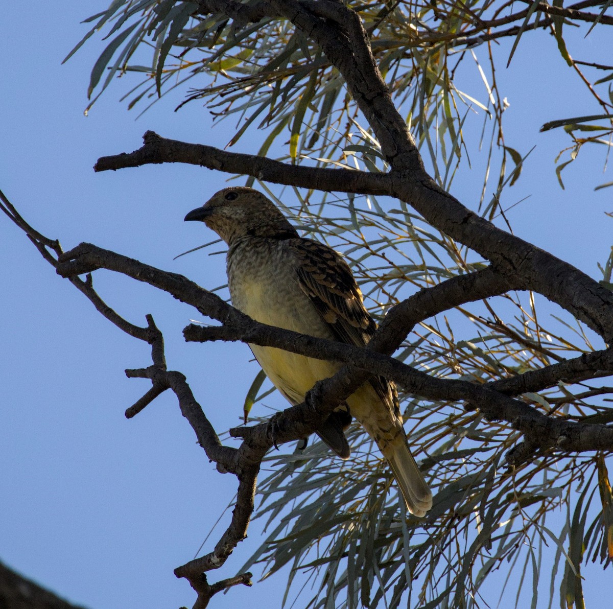 Spotted Bowerbird - ML617960613