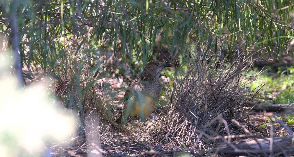 Spotted Bowerbird - ML617960618