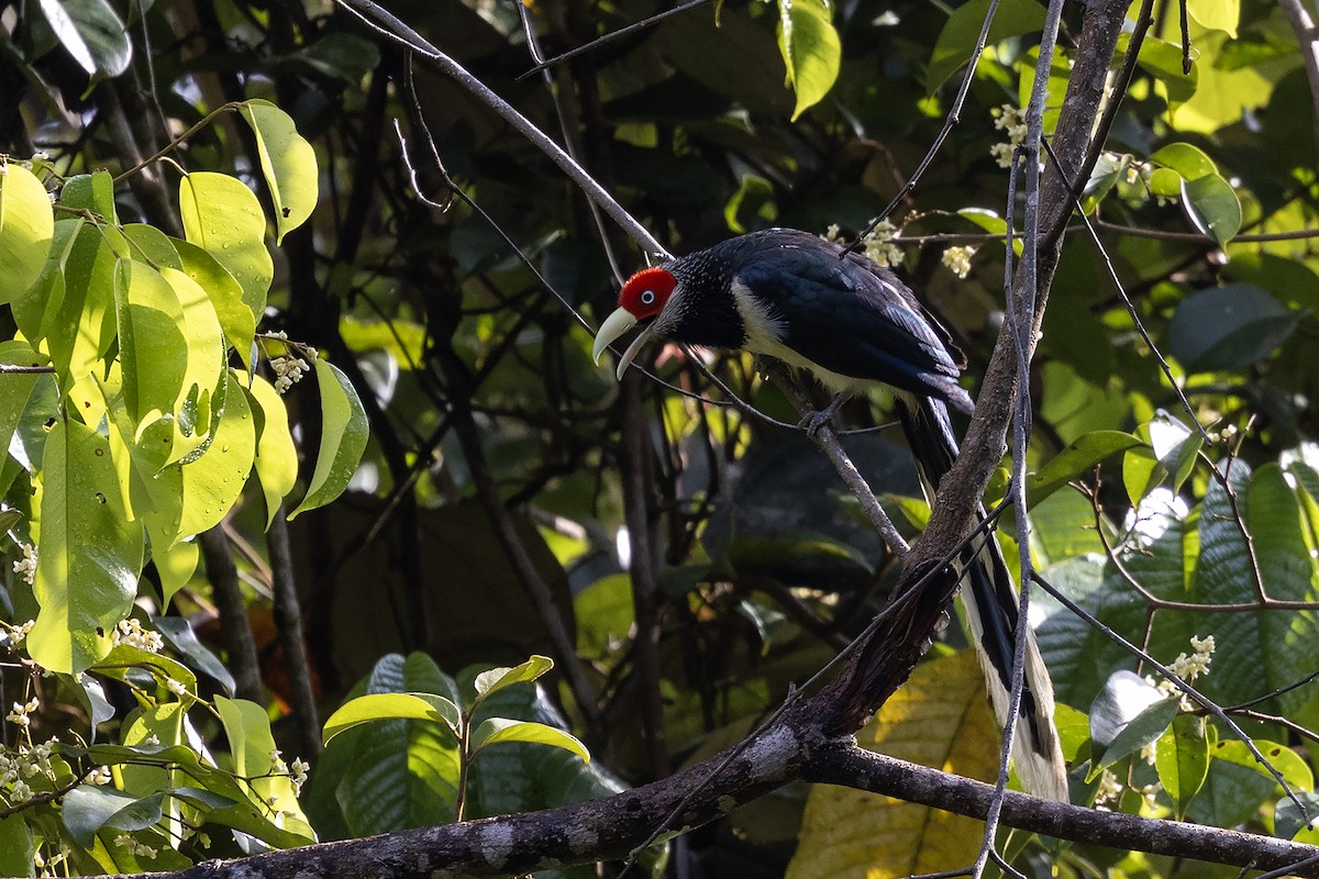 Red-faced Malkoha - ML617960624