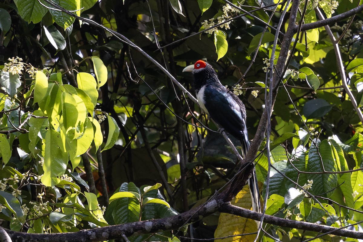 Red-faced Malkoha - ML617960625
