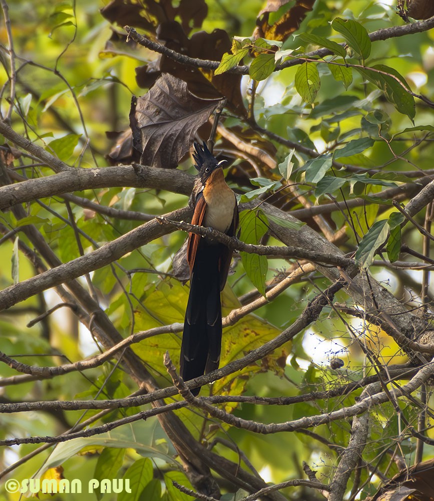 Chestnut-winged Cuckoo - Suman Paul