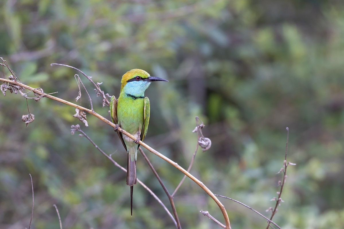 Asian Green Bee-eater - Niall D Perrins