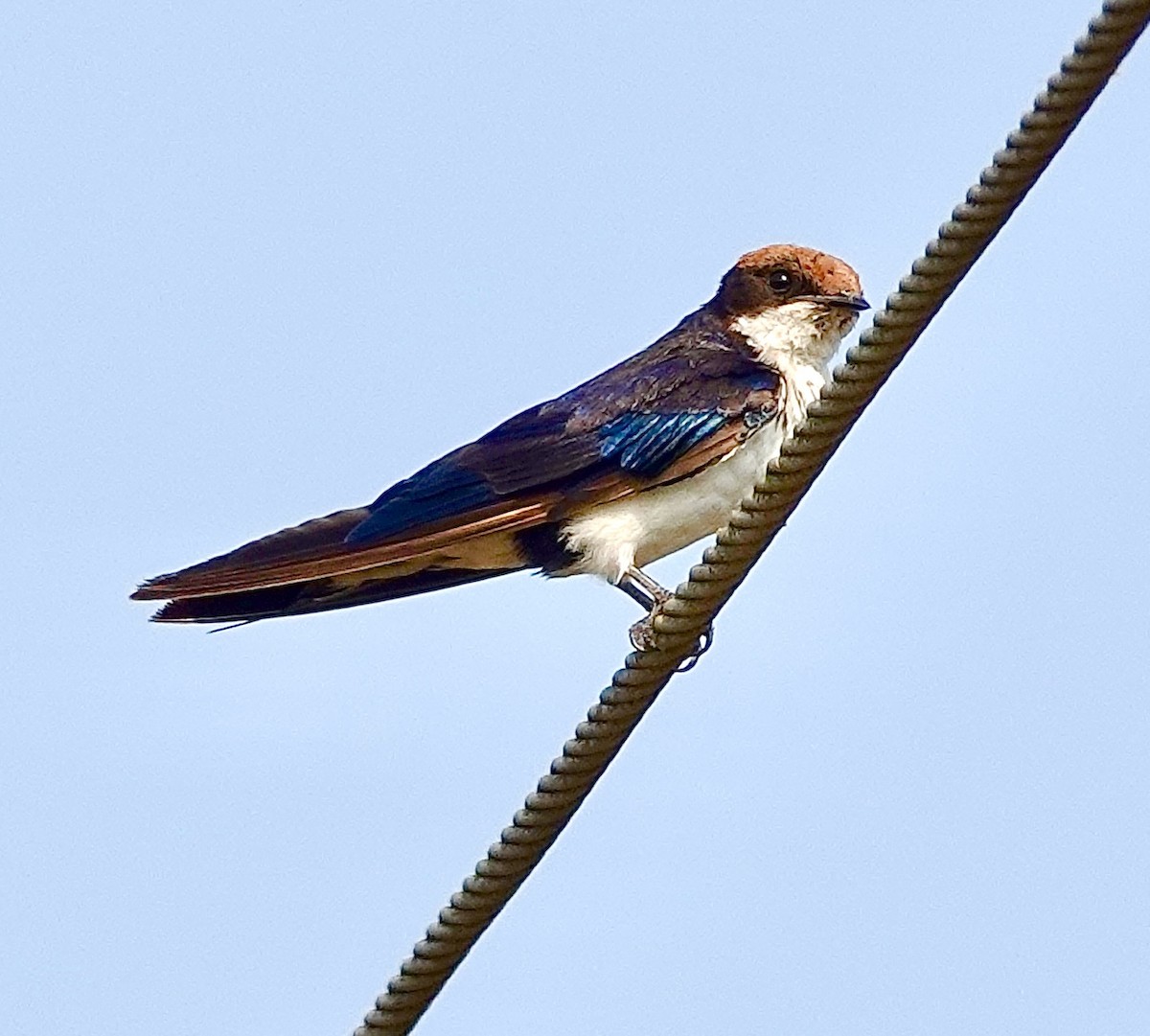 Wire-tailed Swallow - ML617960688