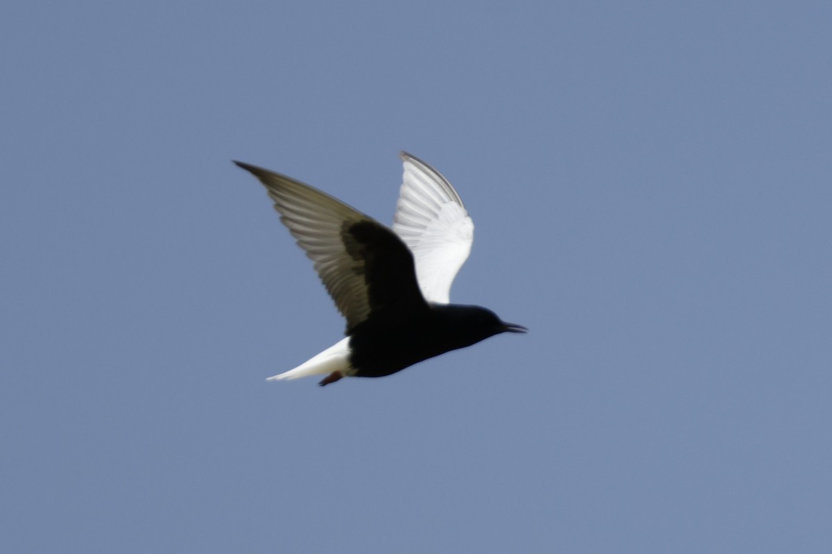 White-winged Tern - ML617960690