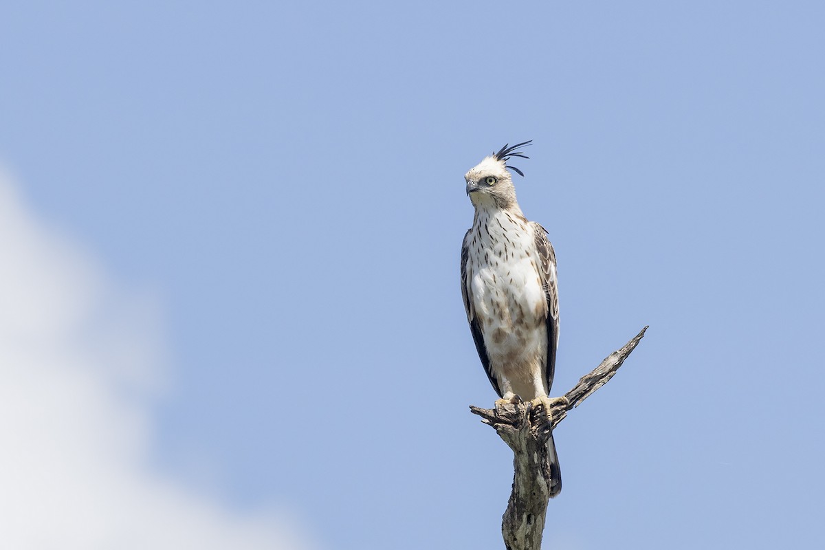 Changeable Hawk-Eagle (Crested) - ML617960704