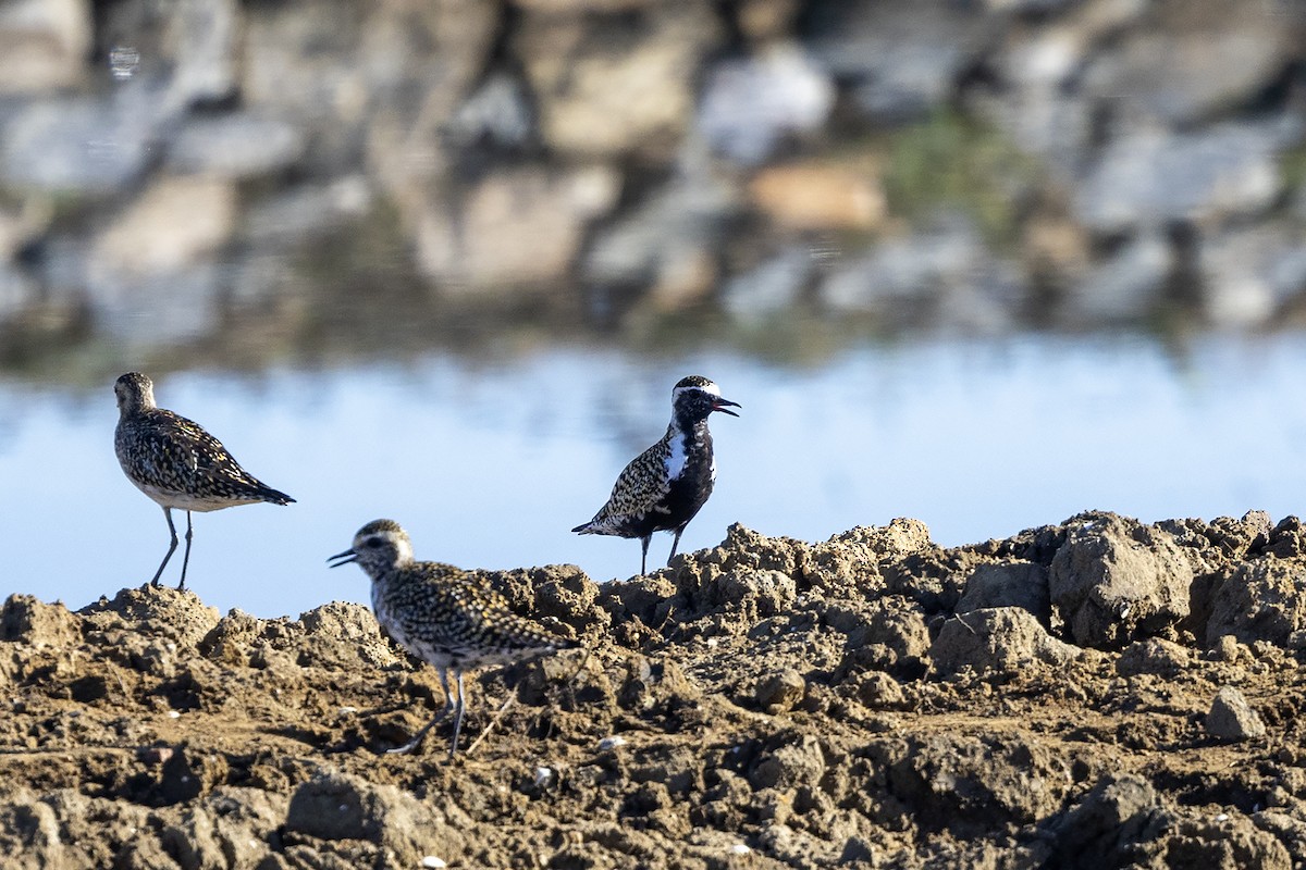 Pacific Golden-Plover - Niall D Perrins
