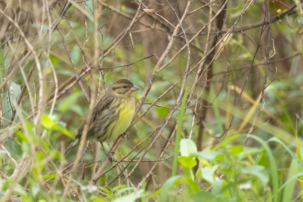 Yellow-breasted Bunting - ML617960716