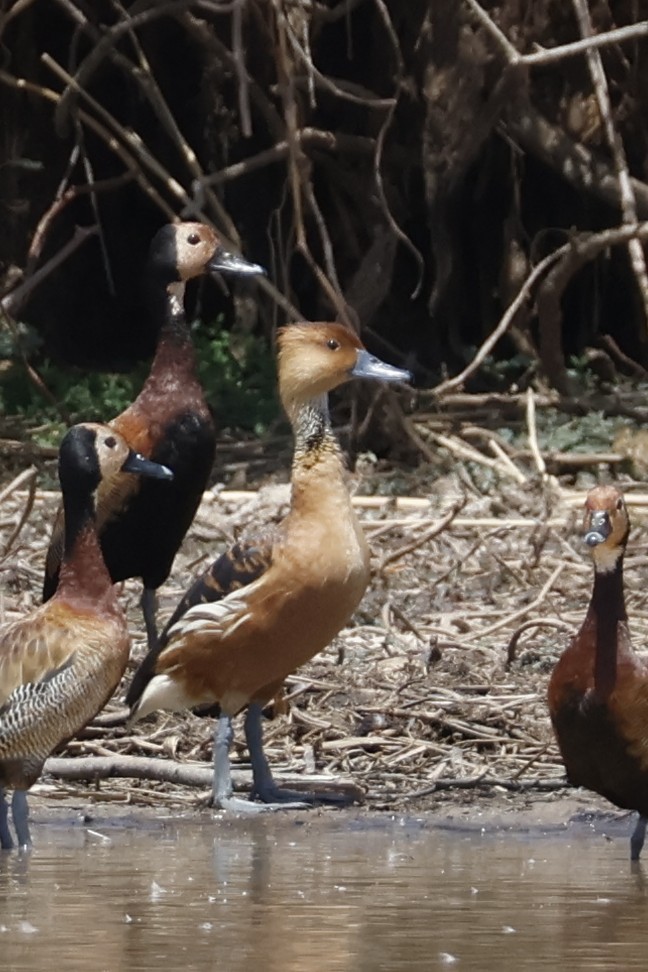 Fulvous Whistling-Duck - ML617960722