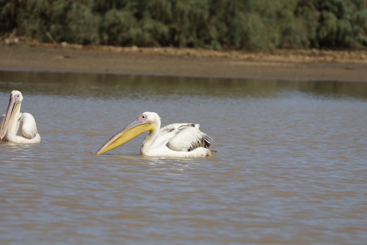 pelikán bílý - ML617960767