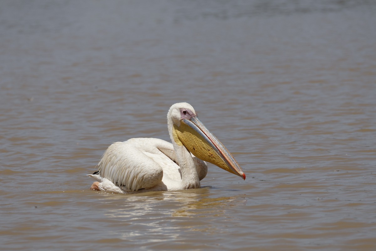 pelikán bílý - ML617960768
